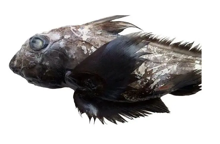 (عکس) شبه کوسه دیده شد!