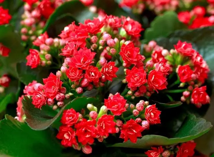 روش صحیح نگهداری و پرورش گل آپارتمانی کالانکوا در منزل