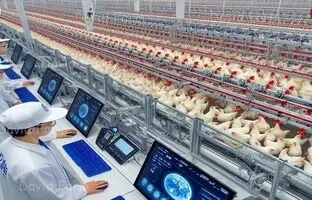 (ویدئو) ببینید چینی ها چگونه 400 هزار مرغ را به شکل خودکار پرورش می دهند