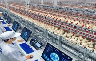 (ویدئو) ببینید چینی ها چگونه 400 هزار مرغ را به شکل خودکار پرورش می دهند
