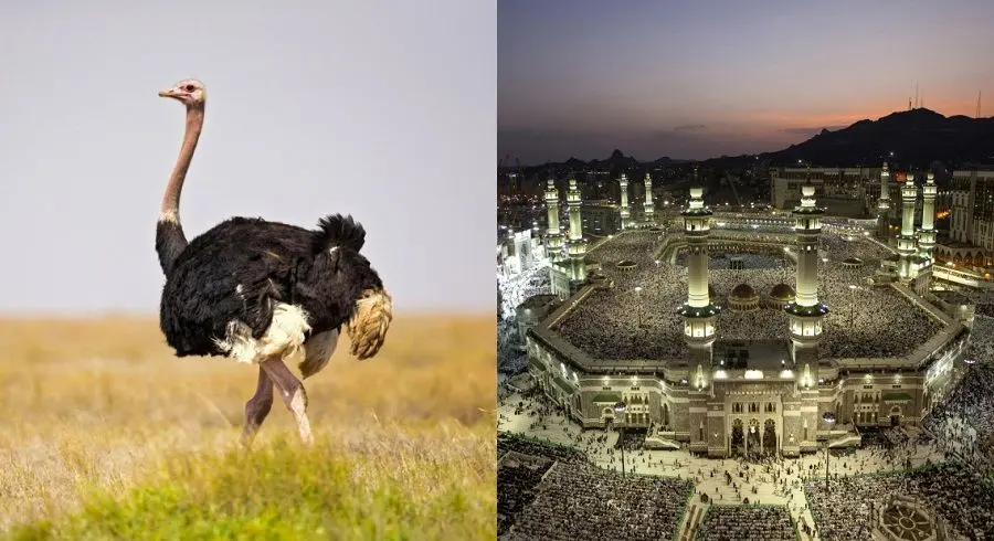 با بزرگترین هر چیزی در دنیا آشنا شوید؛ از بزرگترین شهر تا بزرگترین میوه