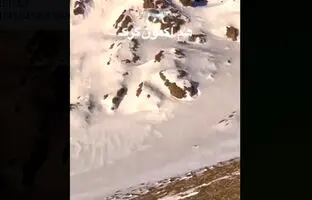 (ویدئو) لحظاتی ناب از پرسه گله گرگ‌ها در کلکچال