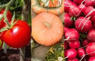 در فروردین ماه چه سبزیجاتی میشه کاشت؟