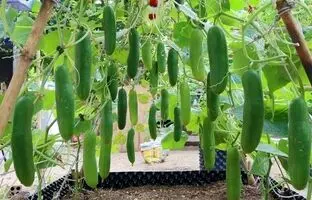 (ویدئو) ساده ترین روش برای کشت و برداشت «خیار» در پشت بام خانه