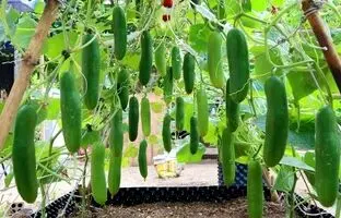 (ویدئو) ساده ترین روش برای کشت و برداشت «خیار» در پشت بام خانه