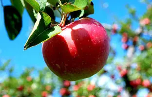 (ویدئو) روشی ساده و کاربردی برای پرورش درخت سیب در گلدان با کمک میوه سیب