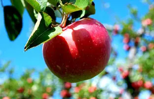 (ویدئو) روشی ساده و کاربردی برای پرورش درخت سیب در گلدان با کمک میوه سیب