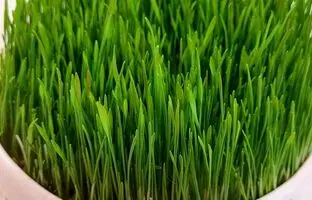 (ویدئو) یک روش عالی برای کاشت سبزه عید بدون بوی بد