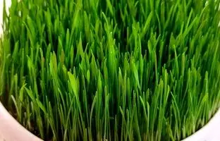 (ویدئو) یک روش عالی برای کاشت سبزه عید بدون بوی بد