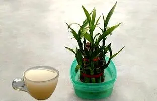 (ویدئو) طرز تهیه یک کود مایع خانگی برای تمام گیاهان آپارتمانی با فقط 2 ماده اولیه