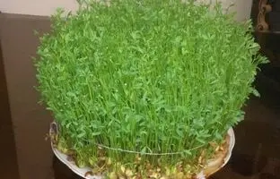 (ویدئو) آموزش درست کردن ساده و سریع سبزه سفره عید 1403 با عدس