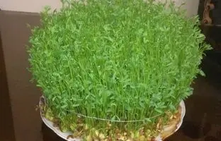 (ویدئو) آموزش درست کردن ساده و سریع سبزه سفره عید 1403 با عدس