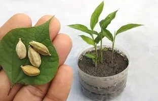 (ویدئو) چطور دانه هل را در گلدان بکاریم و پرورش دهیم؟