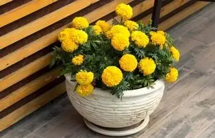 (ویدئو) چگونه گل زیبای ماری گلد را از طریق بذر در خانه بکاریم و پرورش دهیم؟