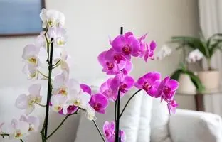 10 گیاه آپارتمانی مفید برای سلامتی را بشناسید