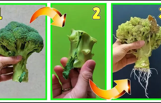 (ویدئو) با این روش ساده بوته کلم بروکلی را دوباره بکارید و کلم بروکلی پرورش دهید