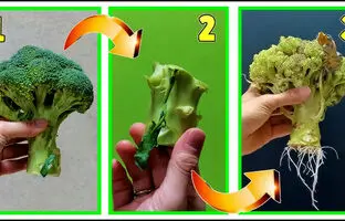 (ویدئو) با این روش ساده بوته کلم بروکلی را دوباره بکارید و کلم بروکلی پرورش دهید