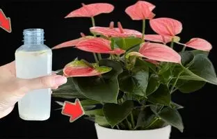 (ویدئو) بهترین کود مایع برای گل آنتوریوم رو به همین سادگی خودت درست کن