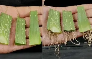 (ویدئو) چطور گیاه آلوئه ورا را از طریق برگ تکثیر و پرورش دهیم؟
