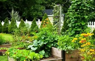 (ویدئو) ۵ راهکار برای داشتن باغچه سبزیجات در خانه