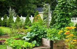 (ویدئو) ۵ راهکار برای داشتن باغچه سبزیجات در خانه