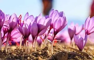 (ویدئو) روش کاشت زعفران در خانه