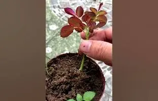 (ویدئو) ساده ترین روش شاخه بری و تکثیر گل رز