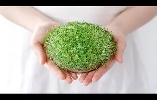 (ویدئو) طریقه کاشت سبزه عید با دانه چیا، ساده، سریع و متفاوت