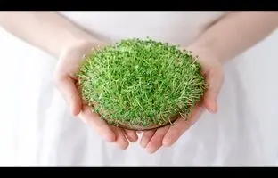 (ویدئو) طریقه کاشت سبزه عید با دانه چیا، ساده، سریع و متفاوت