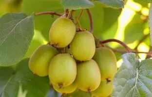آموزش کامل کاشت کیوی در خانه و گلدان+ مراقبت