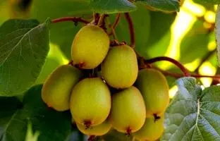 آموزش کامل کاشت کیوی در خانه و گلدان+ مراقبت