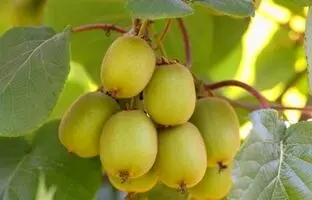 آموزش کامل کاشت کیوی در خانه و گلدان+ مراقبت