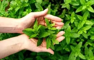همه شرایط لازم برای کاشت و پرورش پونه+ آموزش برداشت