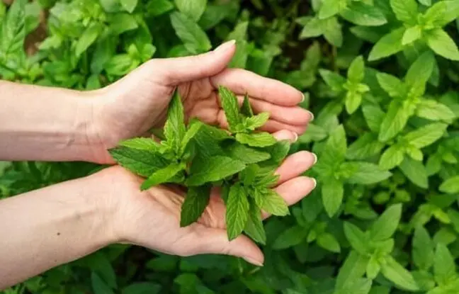 همه شرایط لازم برای کاشت و پرورش پونه+ آموزش برداشت