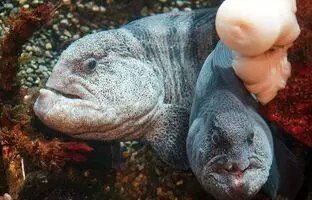 (تصاویر) ۱۰ مورد از رمانتیک ترین و عاشق پیشه ترین گونه های جانوری؛ از بونوبو تا مرغ کریچ ساز