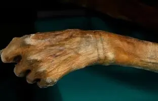 (تصاویر) مرد یخی 5200ساله ای که به شیوه رایج دهه 1800 خالکوبی شده بود