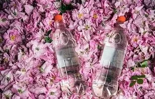 طرز استفاده گلاب برای تقویت مو | با این روش از شر شوره سر خلاص شوید