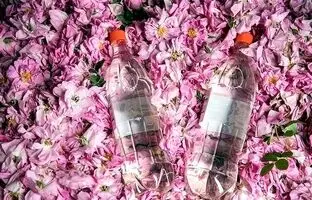 طرز استفاده گلاب برای تقویت مو | با این روش از شر شوره سر خلاص شوید