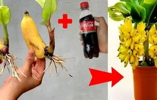 (ویدئو) روشی جالب برای تکثیر میوه موز با کمک نوشابه کوکاکولا در خانه!