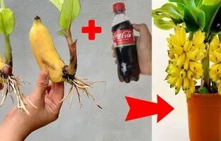 (ویدئو) روشی جالب برای تکثیر میوه موز با کمک نوشابه کوکاکولا در خانه!