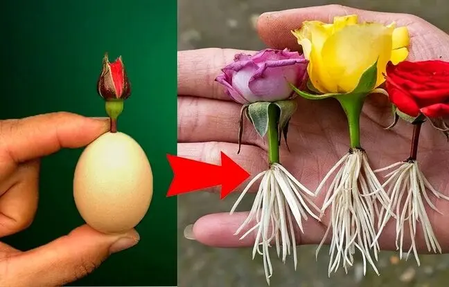 (ویدئو) روشی جالب و خلاقانه برای پرورش گل رز از طریق شاخه بریده شده آن در خانه