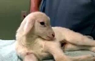 تصاویری از تولد شگفت‌انگیز یک بره با ۵ پا!