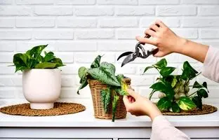 (تصاویر) چگونه گیاهان آپارتمانی را هرس کنیم؟