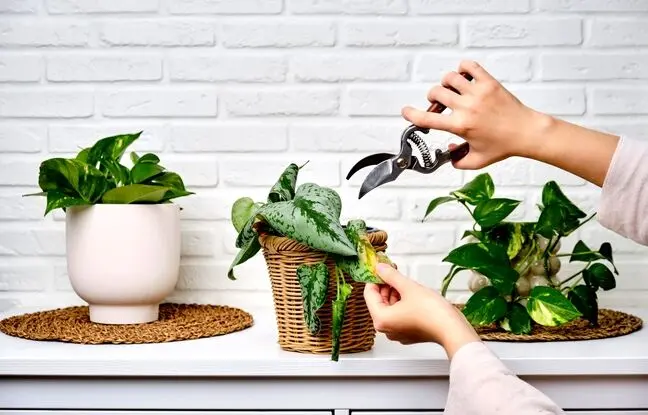 (تصاویر) چگونه گیاهان آپارتمانی را هرس کنیم؟