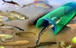 (ویدئو) ساخت یک تله ساده و جالب برای صید ماهی توسط دختر جوان کامبوجی
