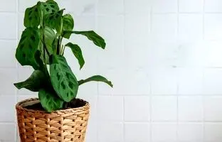 راهنمای نگهداری و پرورش مارانتا لوکونورا (گیاه نماز)