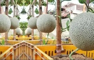 (ویدئو) یک ایده درخشان و جالب برای پرورش ساده طالبی در منزل