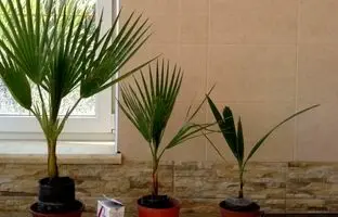 (ویدئو) چطور هسته خرما را در گلدان بکاریم و یک گیاه زیبا در خانه داشته باشیم