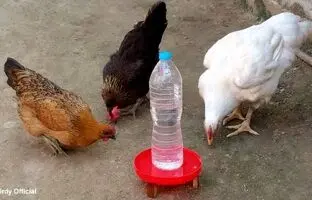 (ویدئو) نحوه ساخت راحت دانخوری و آبخوری مرغ با بطری پلاستیکی آب معدنی