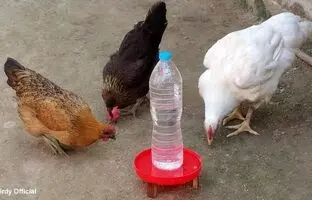 (ویدئو) نحوه ساخت راحت دانخوری و آبخوری مرغ با بطری پلاستیکی آب معدنی